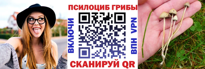 Псилоцибиновые грибы GOLDEN TEACHER  купить   Суровикино 